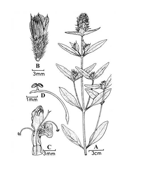 Natural compounds from  Prunella vulgaris